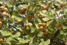 Kakule Meyvesi Türleri ve Özellikleri