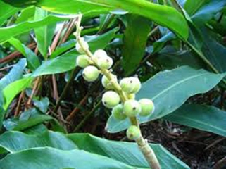 Kakule Ağacı Türleri ve Özellikleri